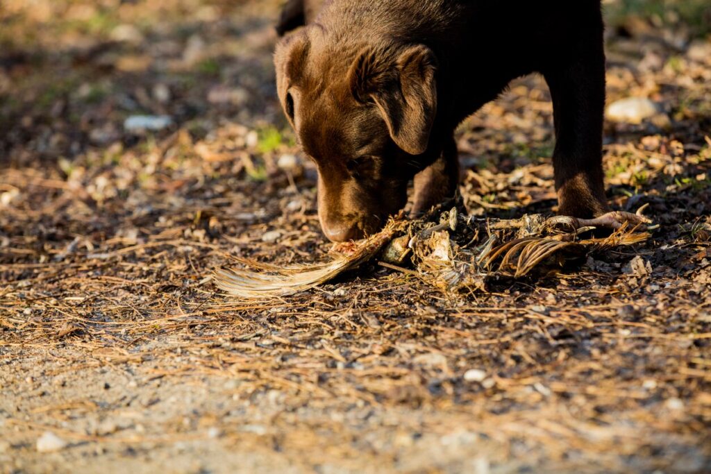 chocolate lab puppy sniffing a dead bird