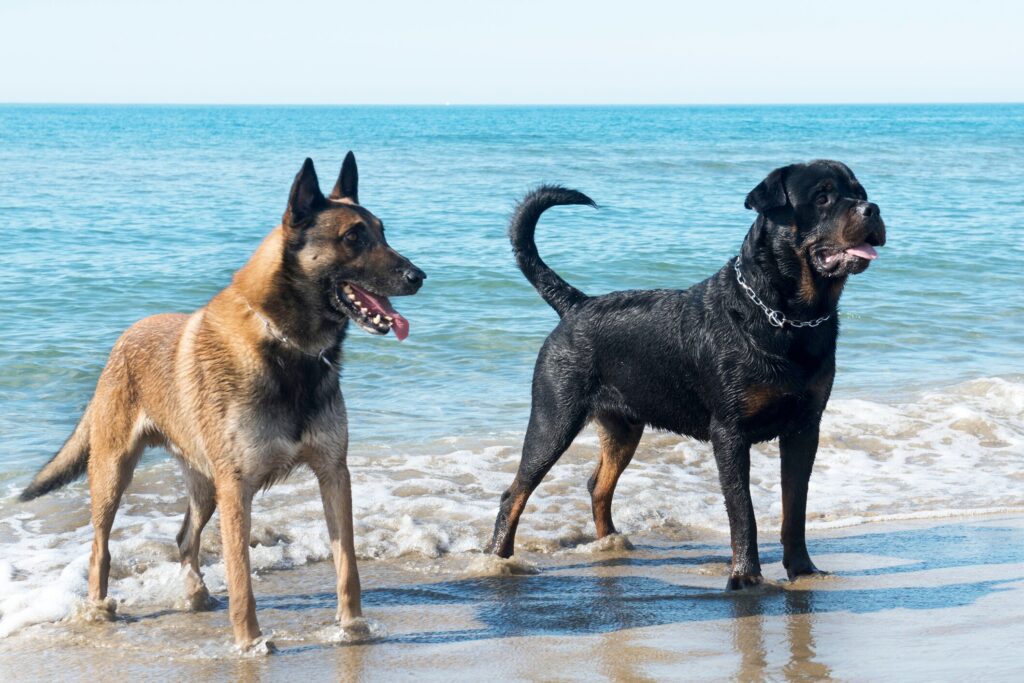 A Rottweiler and German Shepherd at the beach.