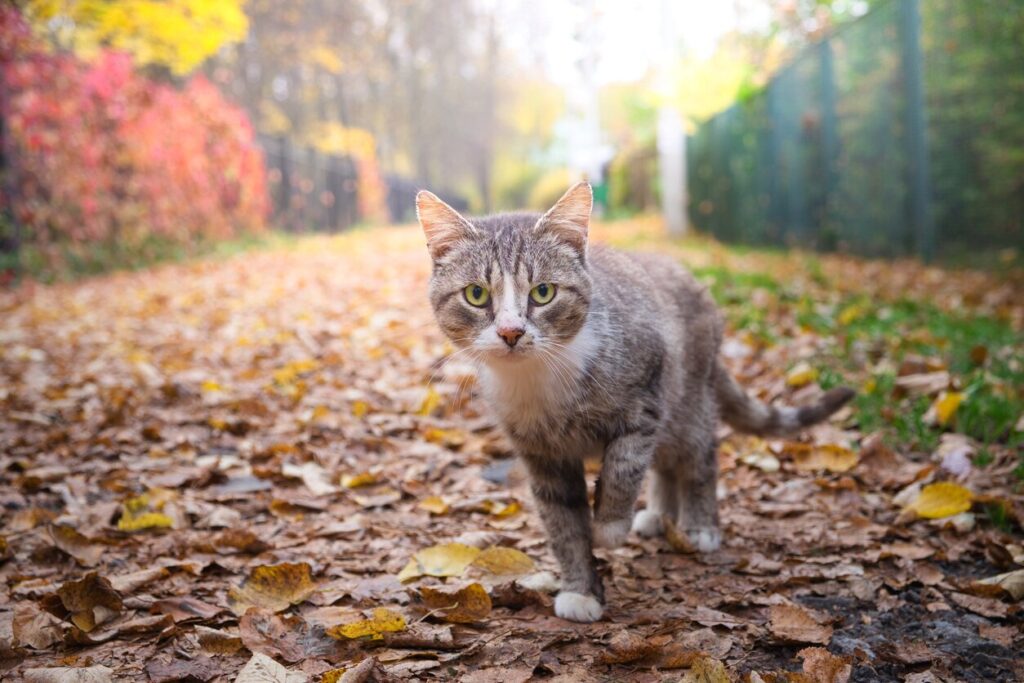 tabby cat walking outside