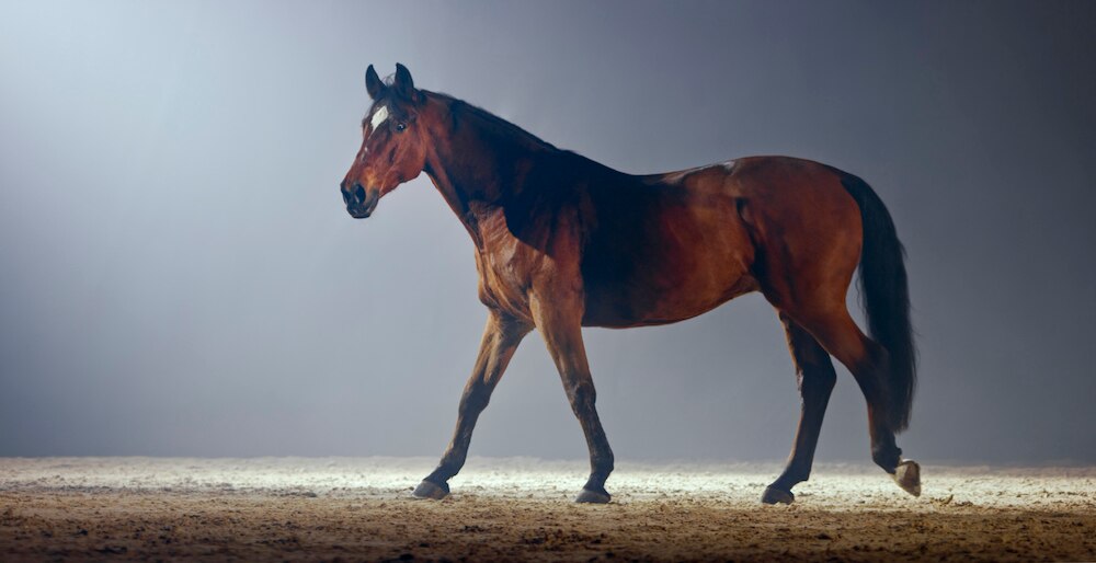 Brown horse walking