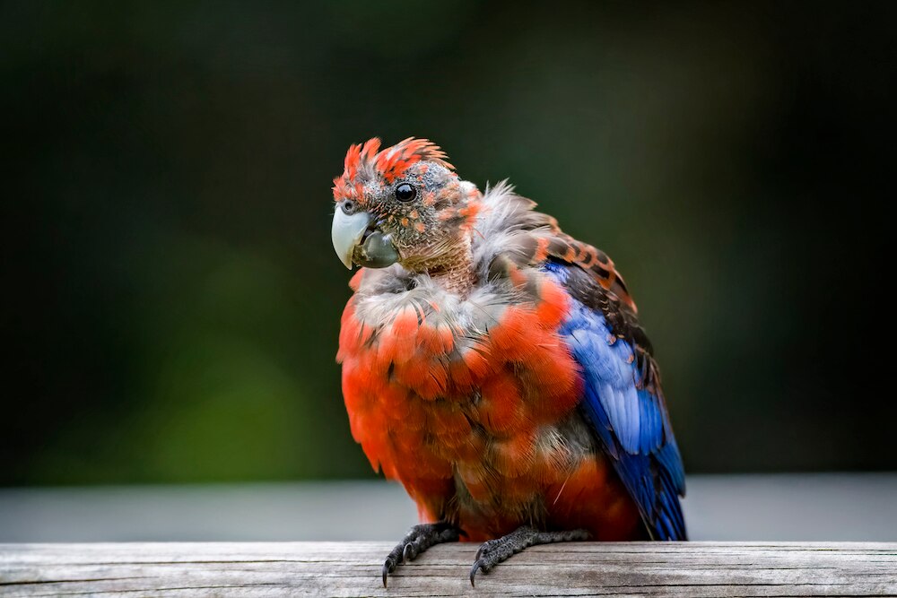 PBFD in bird