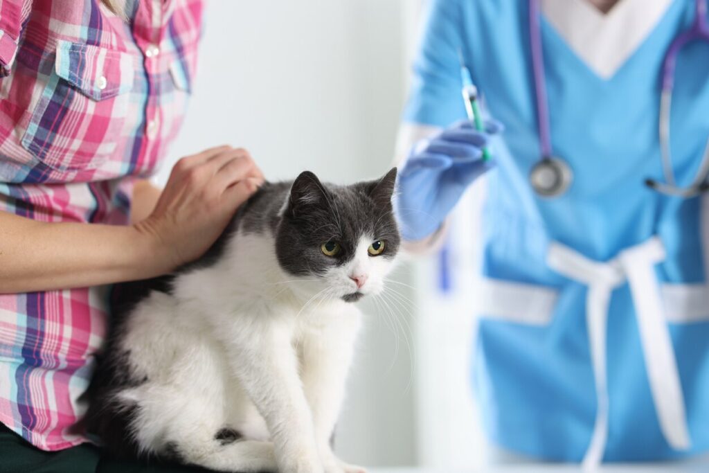 gray-and-white-cat-sitting-on-vet-table