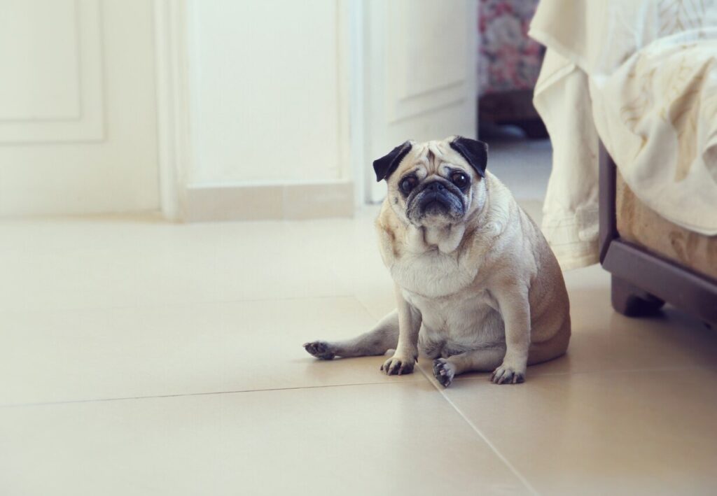 plump-pug-sitting-on-floor