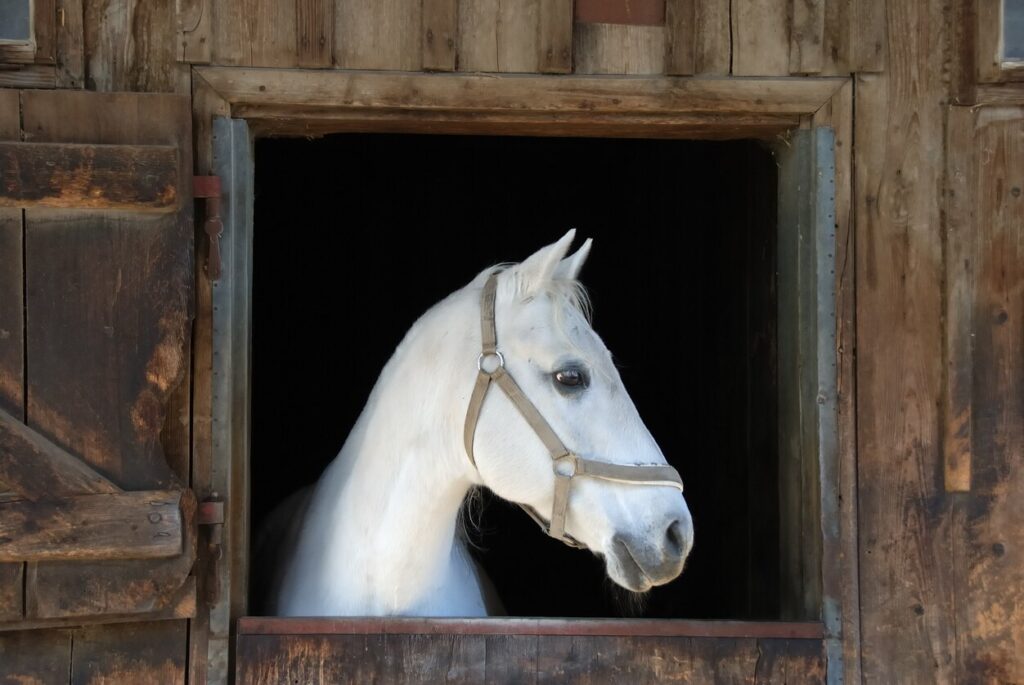White horse in barn