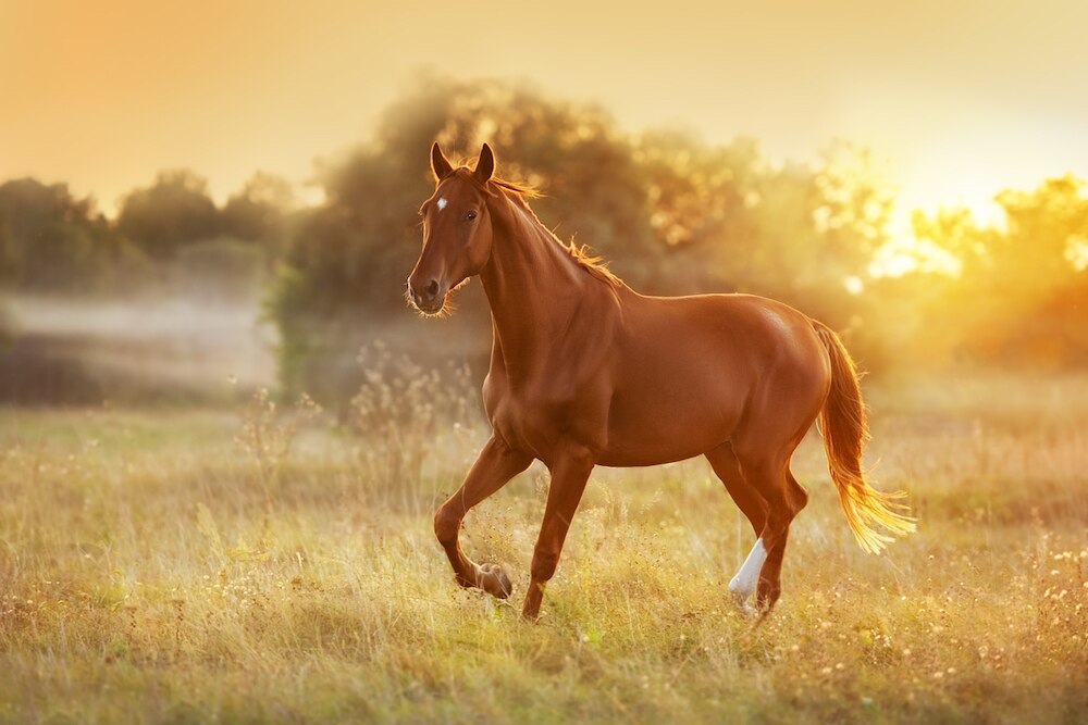 Chestnut horse