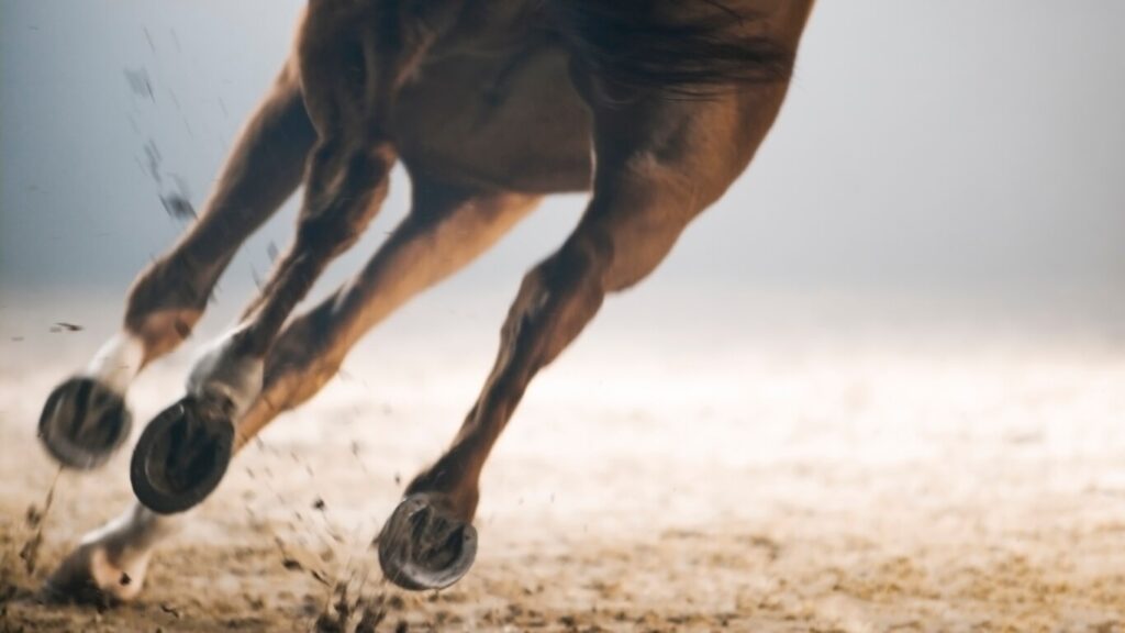 Horse legs