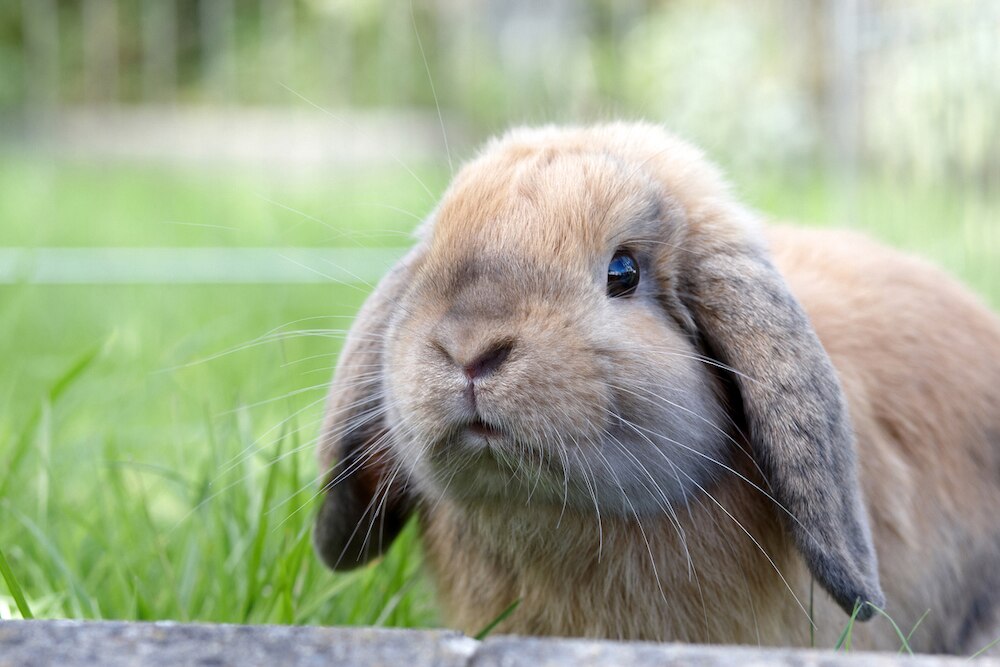 Lop eared rabbit