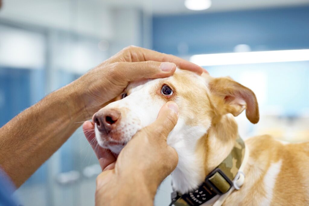 veterinarian checking a dog's eyes in the exam room
