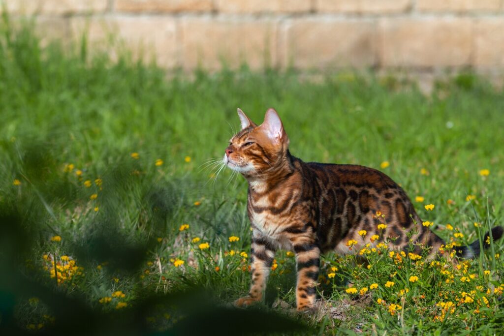 brown bengal cat enjoying the sun outside