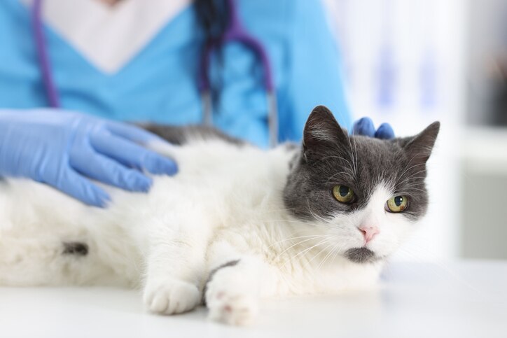 gray and white cat being examined at the vet