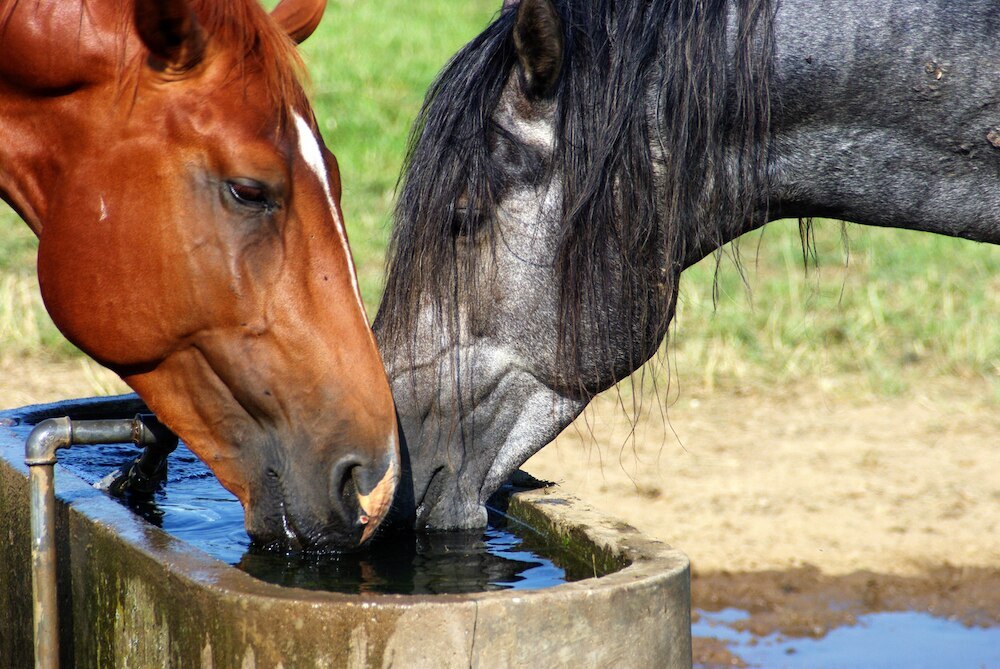 Horses drinking