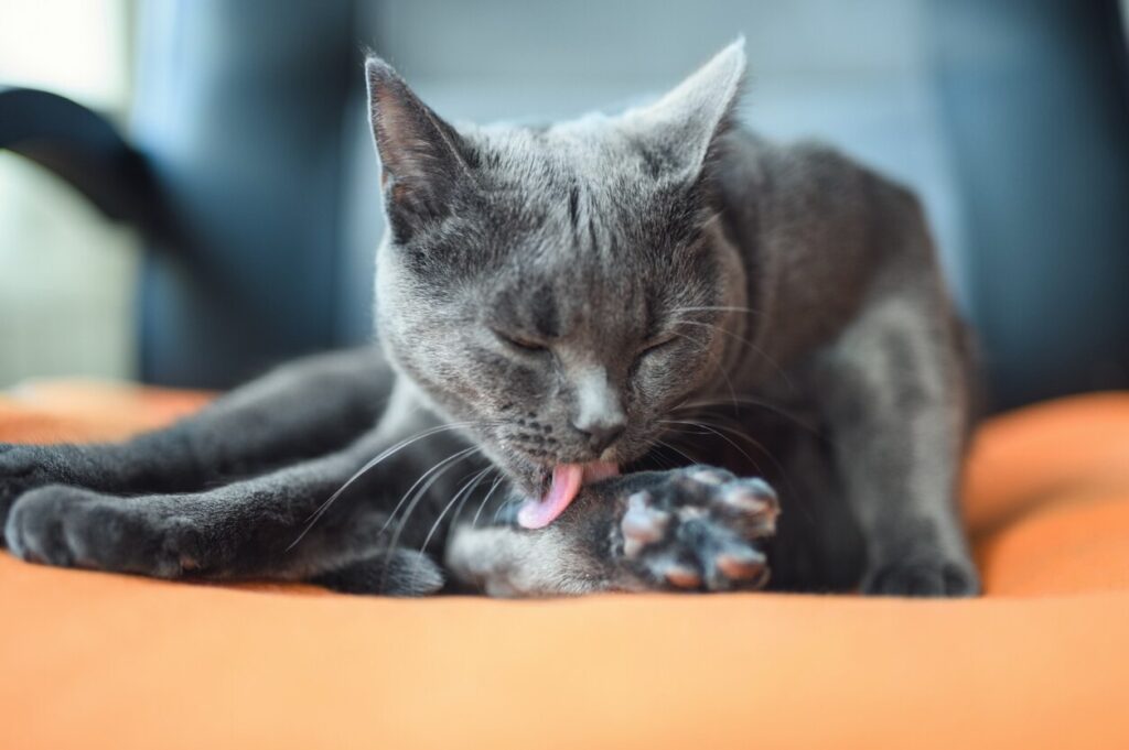 gray-cat-licking-paw