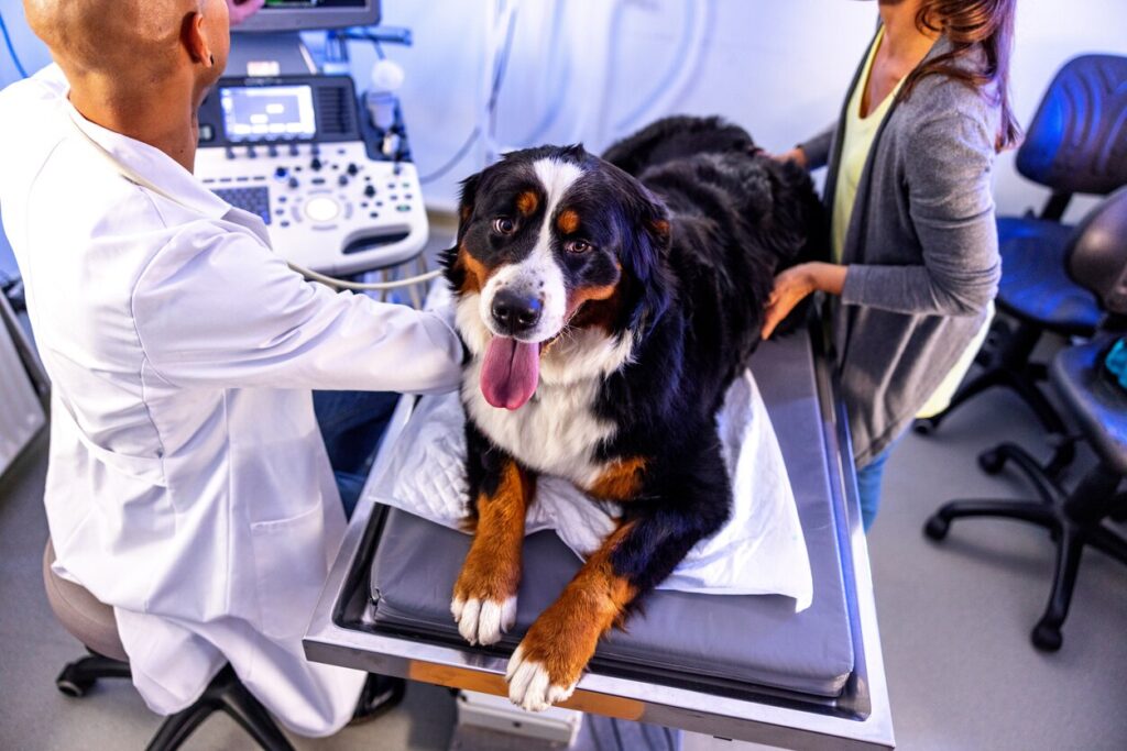 bernese-mountain-dog-on-vet-table