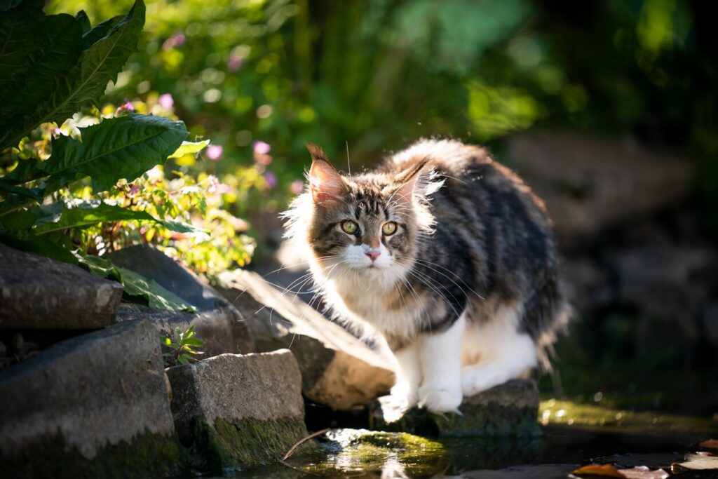 cat-sitting-on-rocks-by-pond