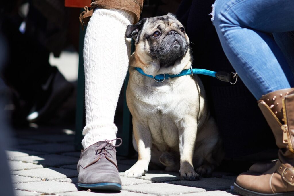 pug-sitting-in-between-human-legs