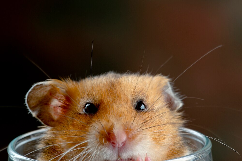 Hamster hiding