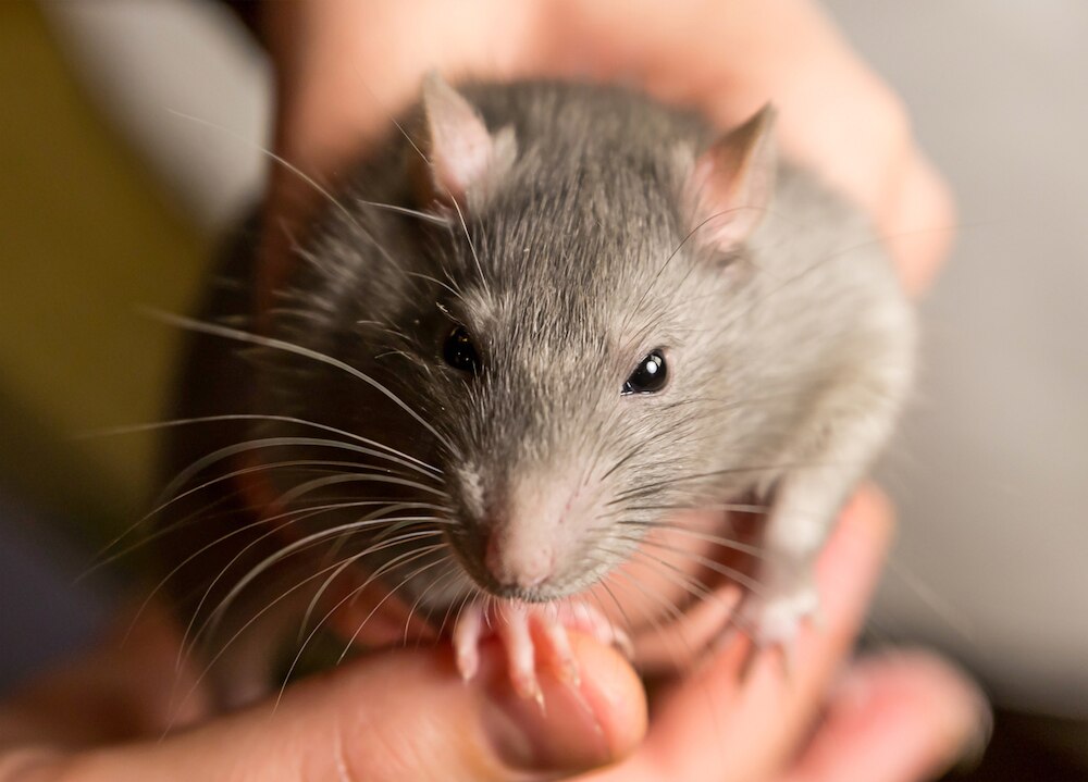Rat held by human