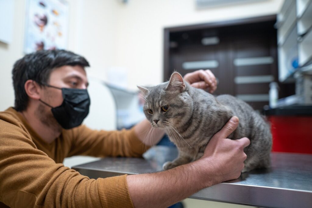 sick-gray-cat-sitting-on-vet-table