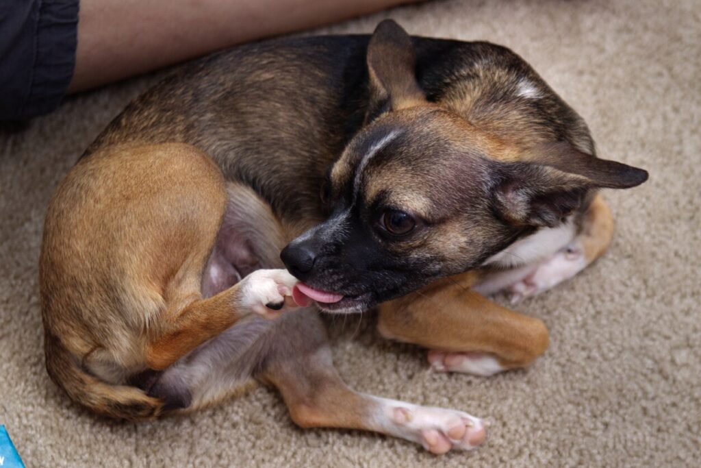 dog-licking-paw