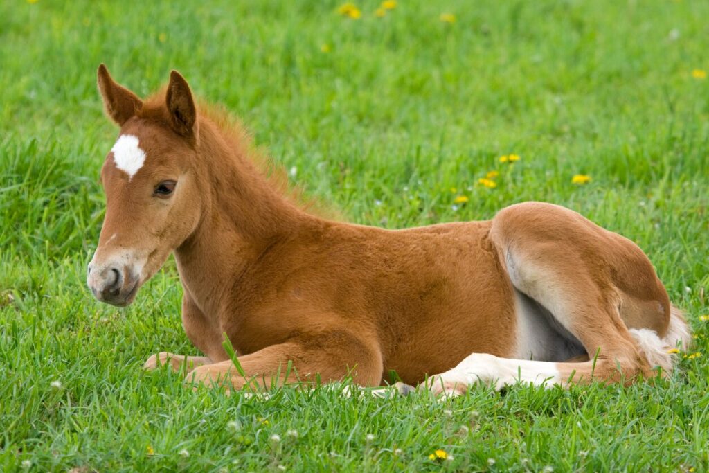 Foal