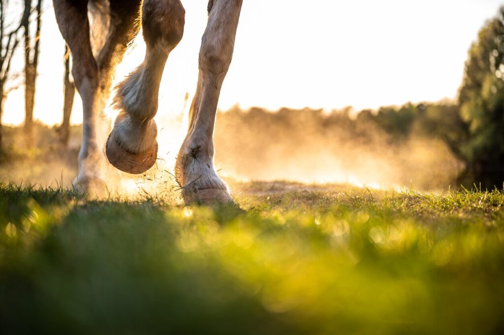Horse hooves