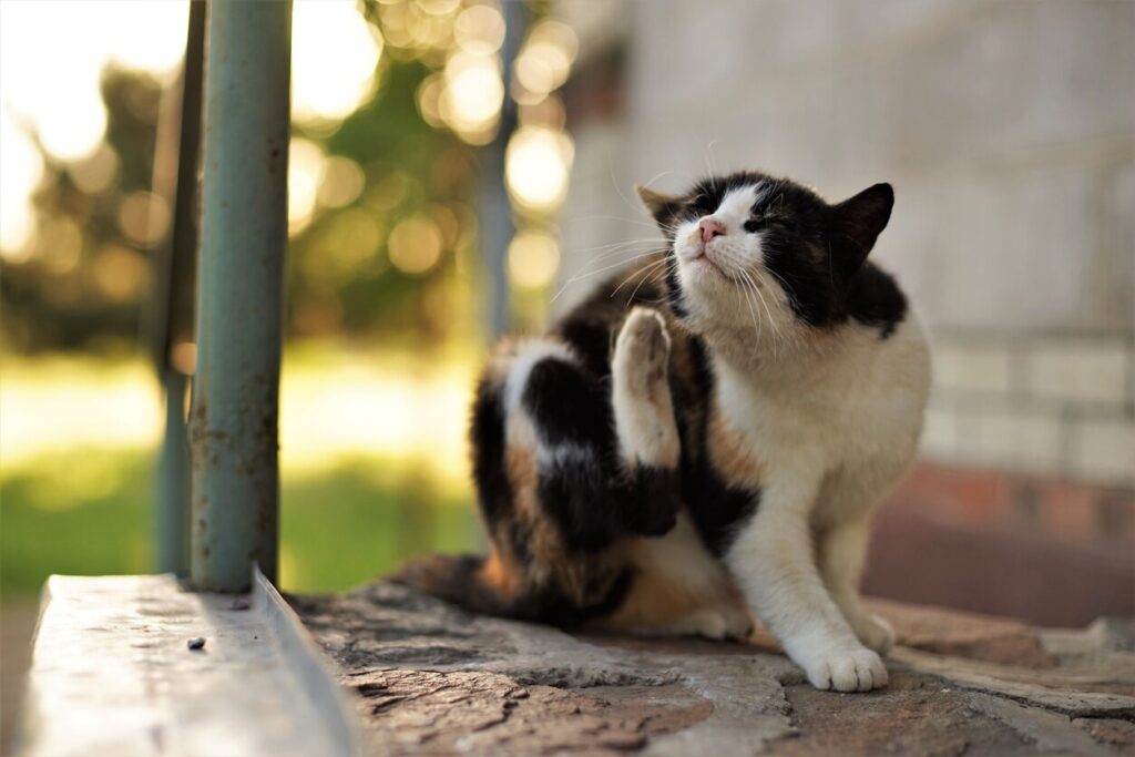 Cat scratching