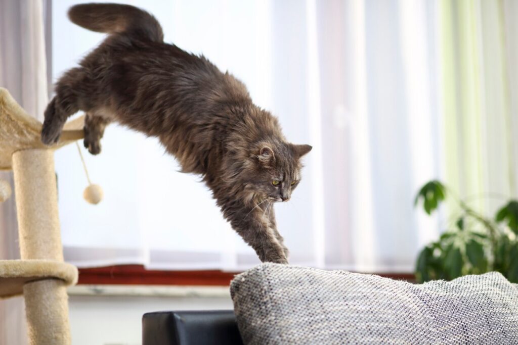 Cat jumping