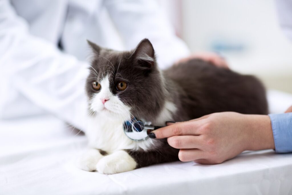 cat-sitting-at-vet-office