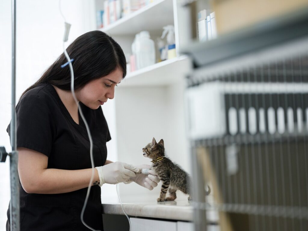 vet-injecting-medicine-in-kitten