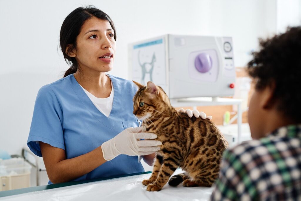 vet-examining-cat