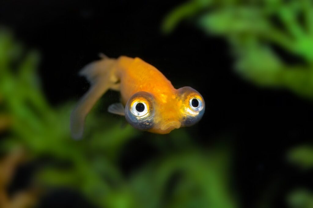 Fish with large eyes