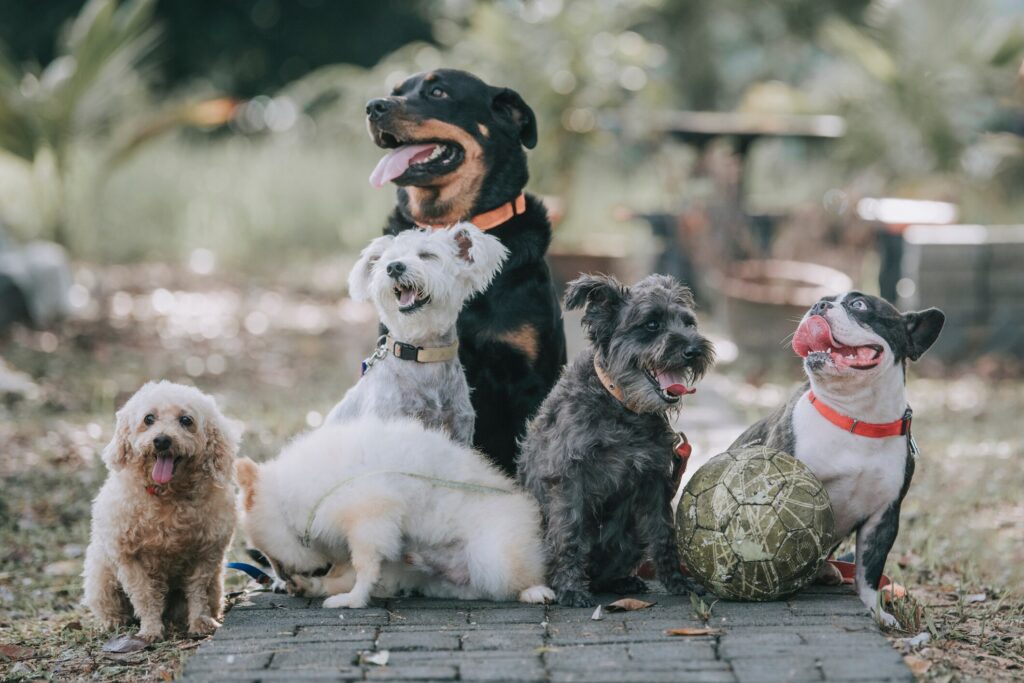 A pack of mixed breed dogs play together—puppy playgroups may be a contributing factor to dog flu.