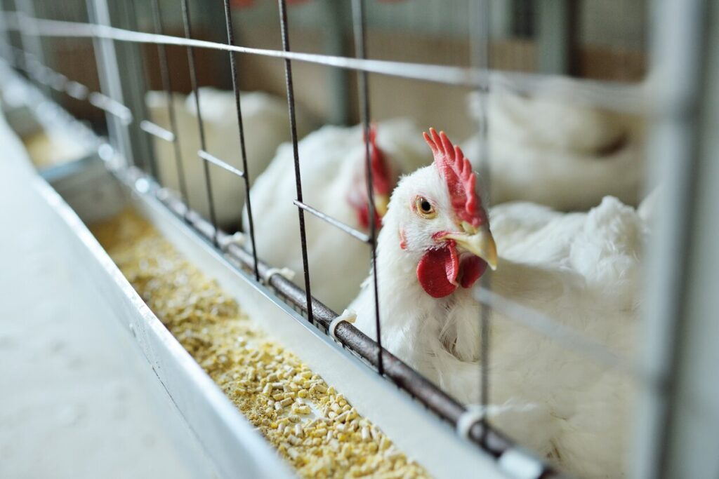 Chicken feed