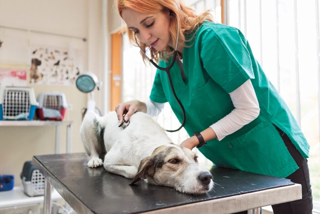 vet-examining-dog-on-table