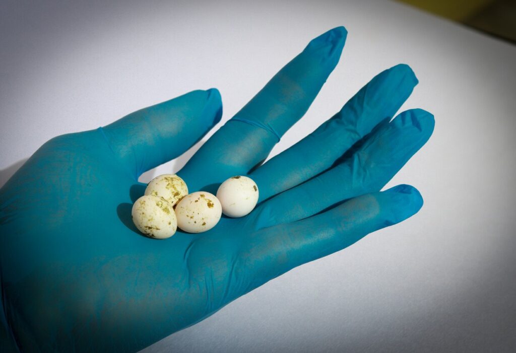 Bird eggs