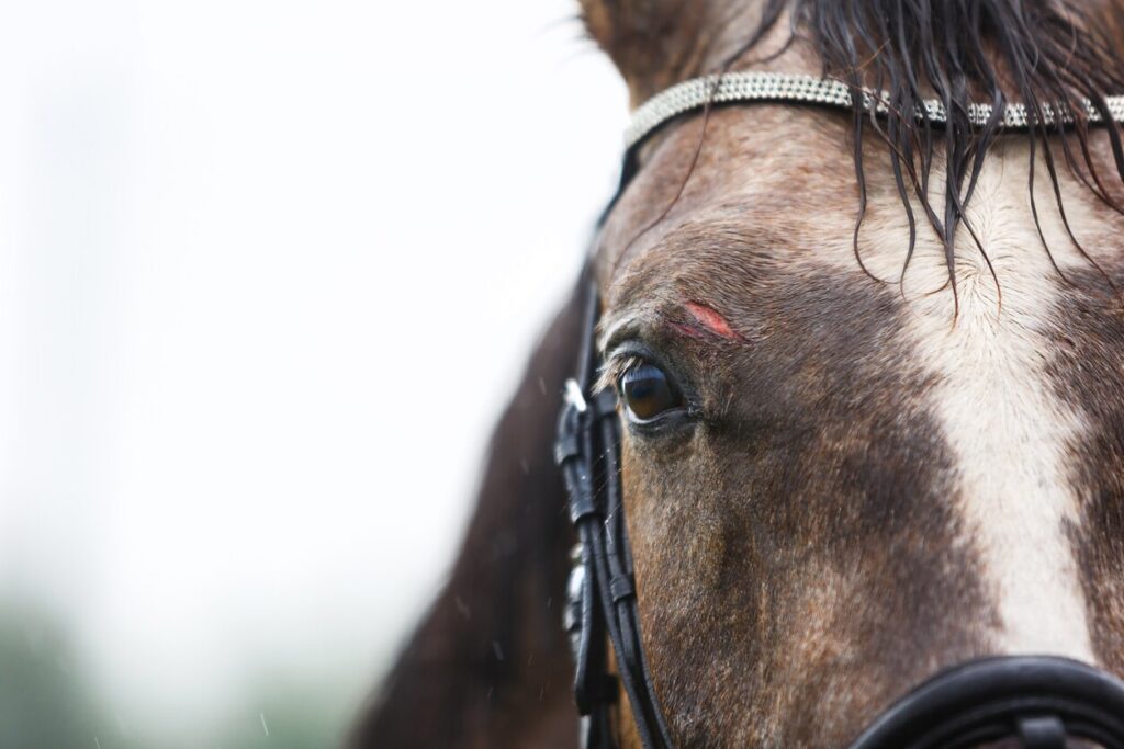 Horse scratch
