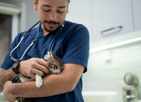 Vestibular disease in cats