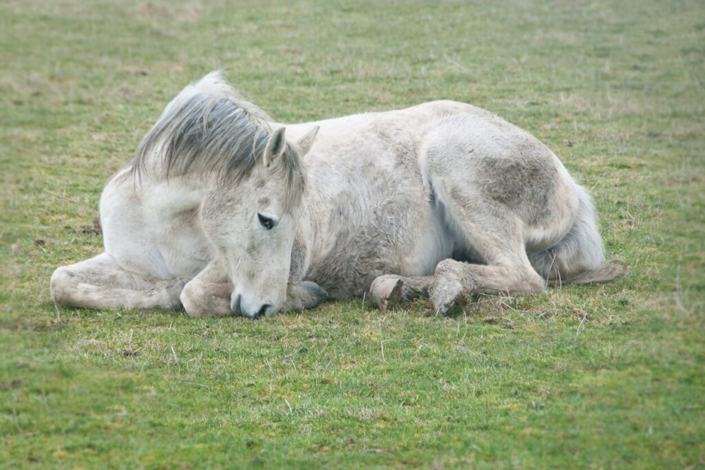 Down horse