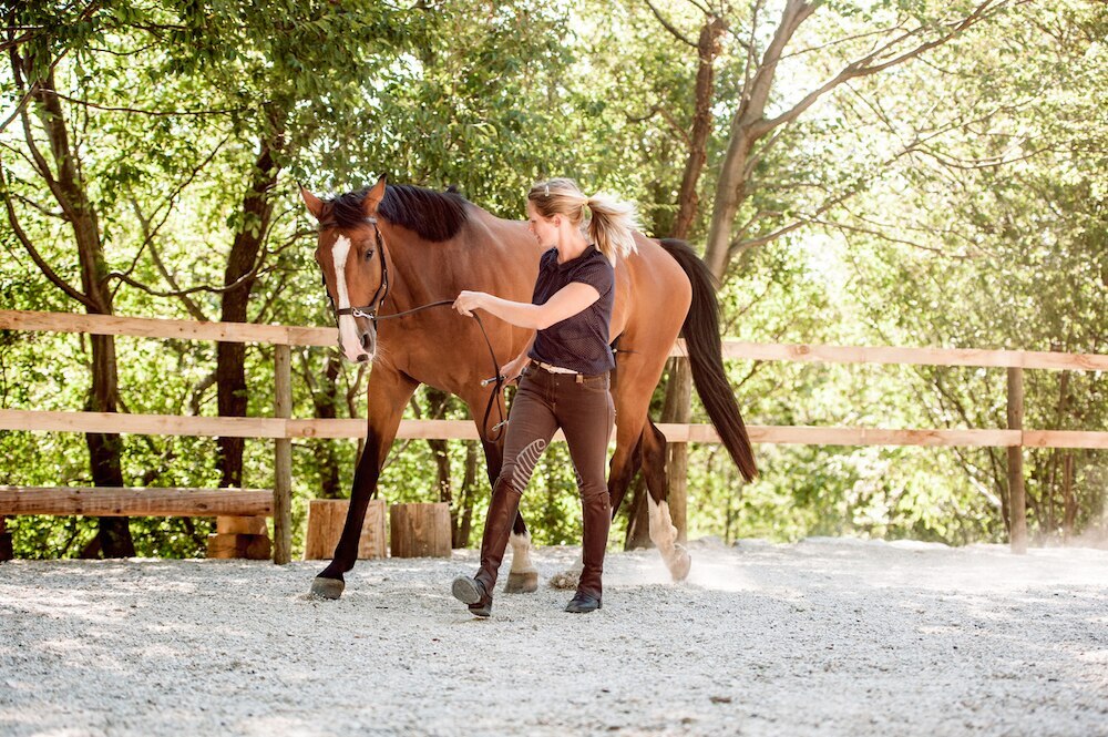 Horse navicular