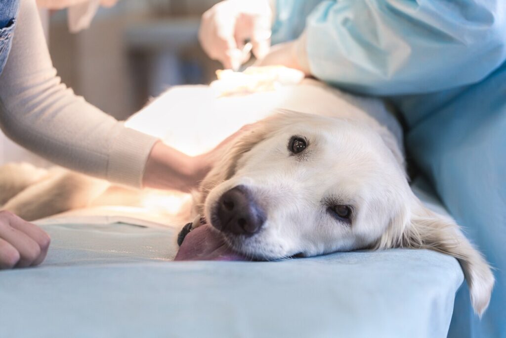 lab-laying-on-vet-table