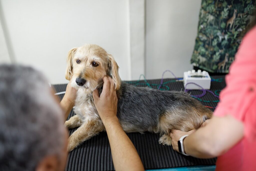 dog-sitting-on-table