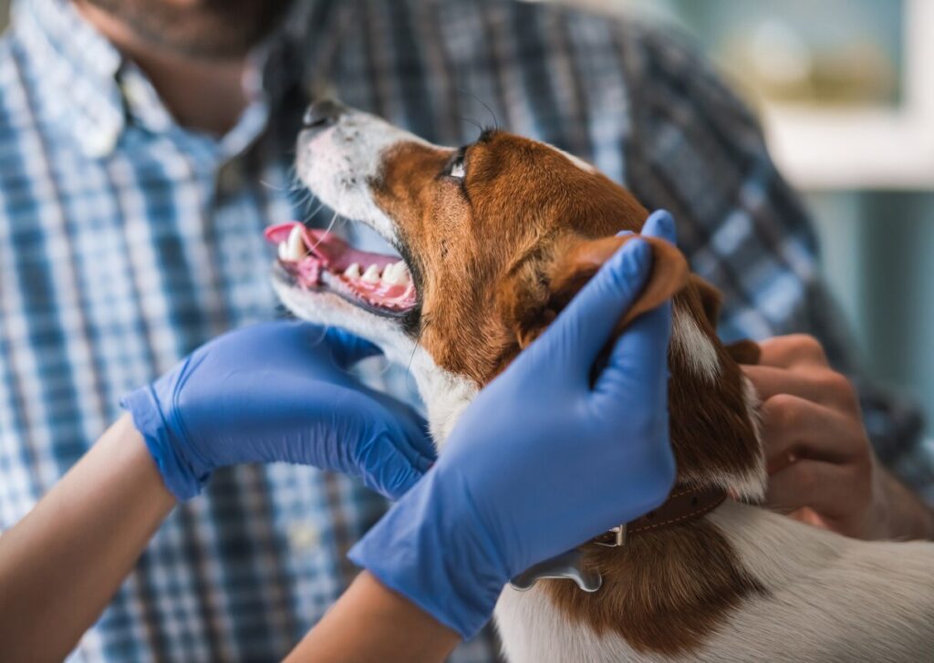 dog-at-the-veterinarian