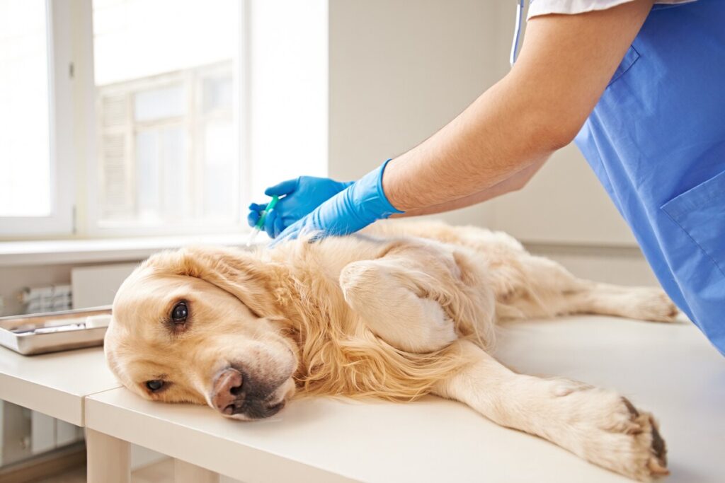 retriever-laying-on-vet-table