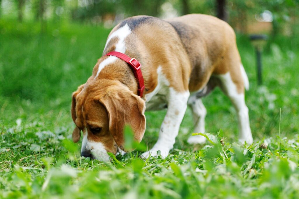 beagle-sniffing-grass