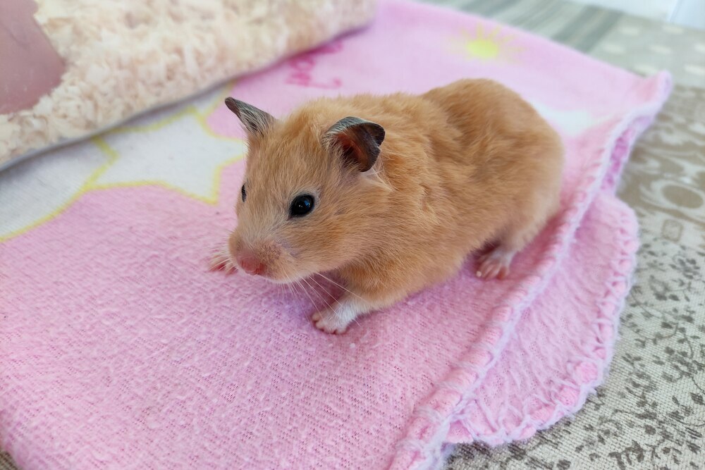 Hamster on a pink blanket