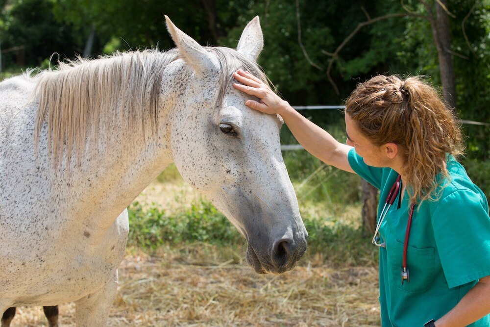 Sick horse being seen by a vet