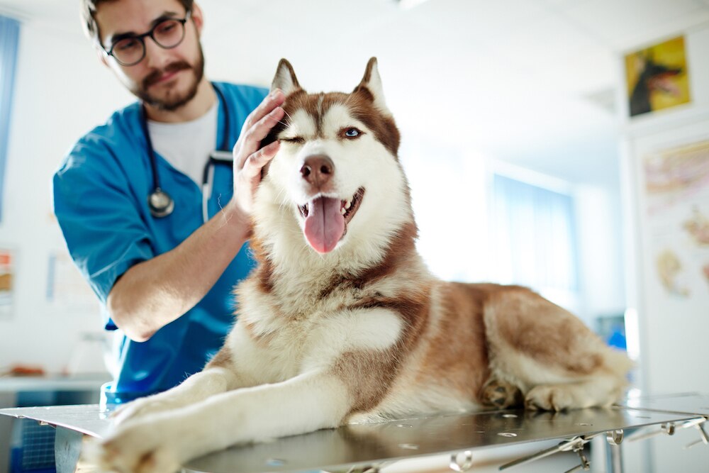 Husky at vet