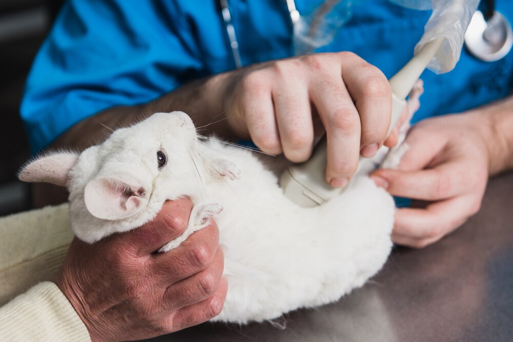 Chinchilla ultrasound
