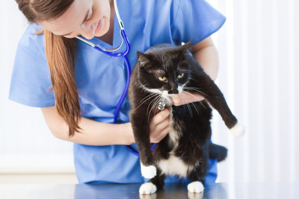 cat-at-vet-exam