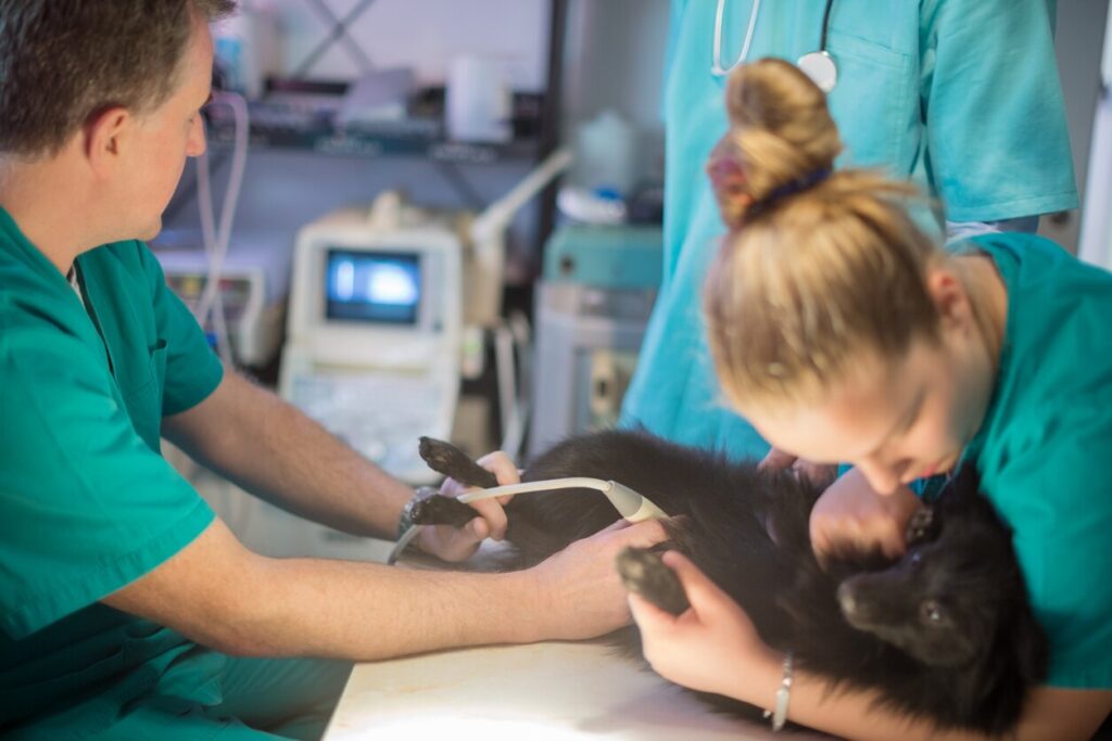 dog-on-vet-table-for-xray-exam